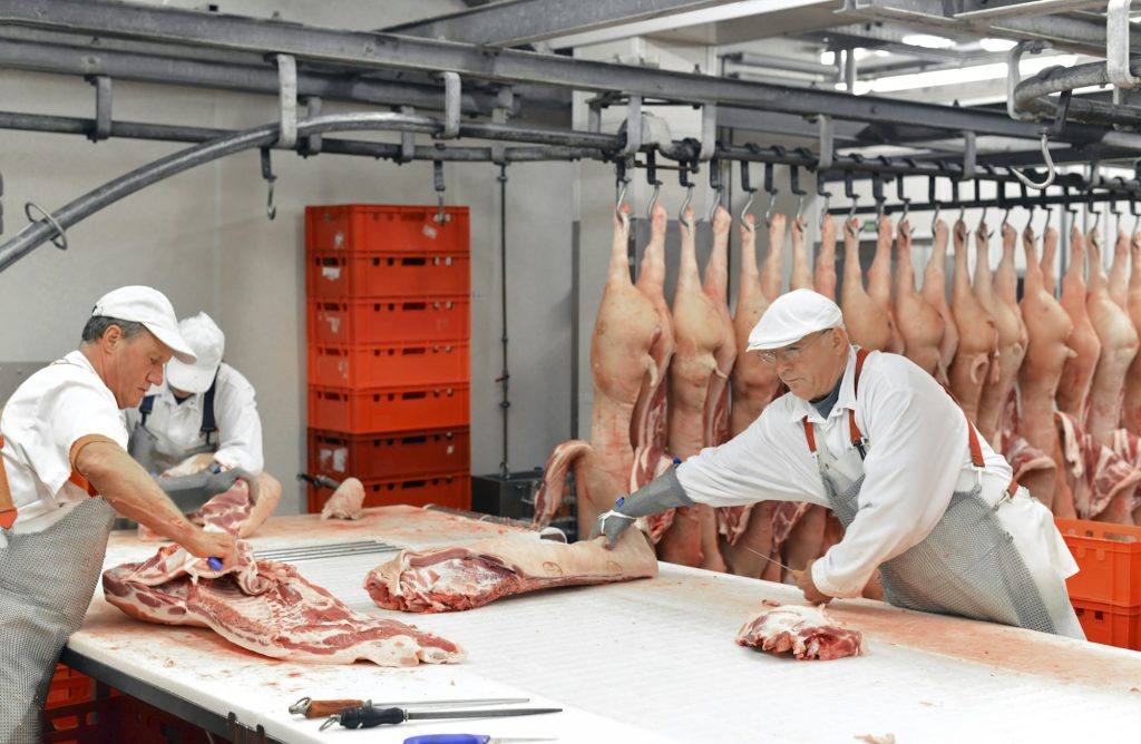 Processing of pig carcasses in a slaughterhouse